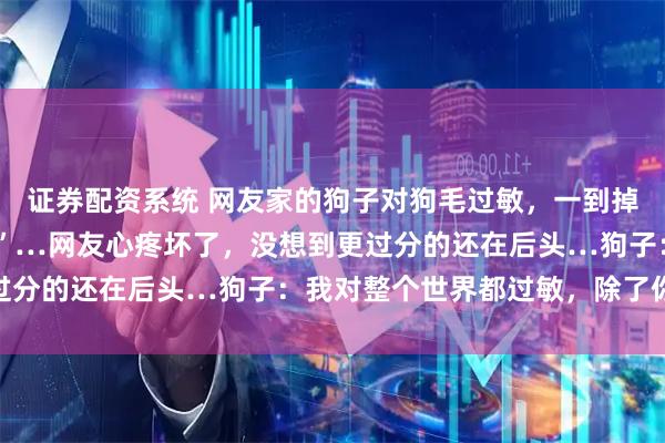 证券配资系统 网友家的狗子对狗毛过敏，一到掉毛季就化身“功夫熊猫”…网友心疼坏了，没想到更过分的还在后头…狗子：我对整个世界都过敏，除了你…